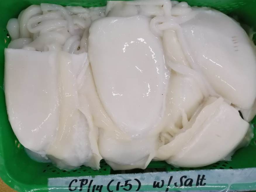 Cuttle Fish